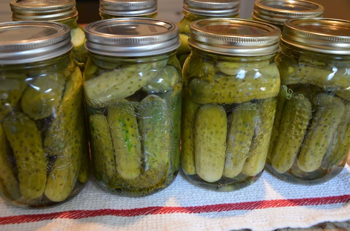 A batch of fresh made dill pickles.