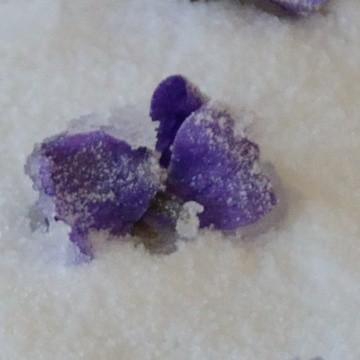 candied violet on a bed of sugar