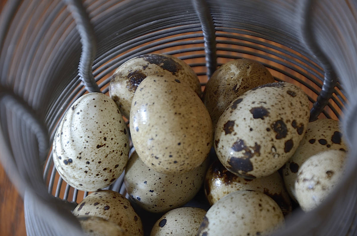 A French wire basket filled with speckled qual eggs.