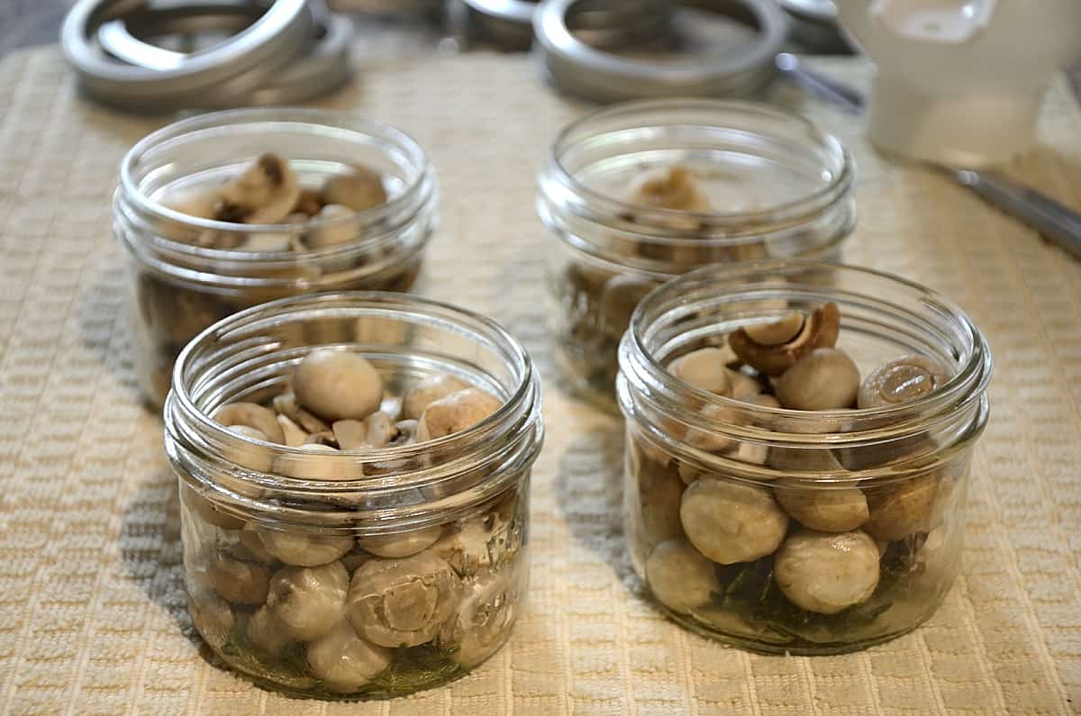 Pickled mushrooms in canning jars ready to go in the canner.