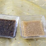 Mustard seeds soaked in Balsamic and White Wine Vinegar to make Mustard Caviar.
