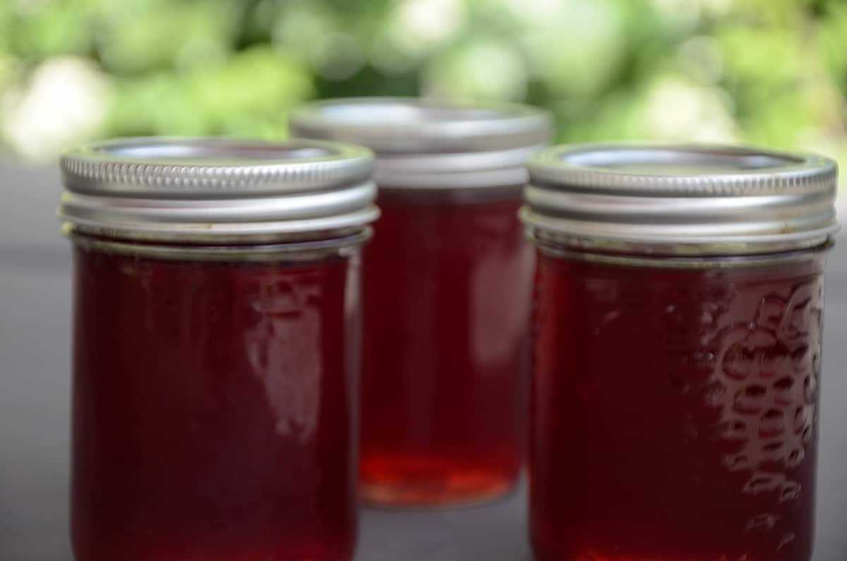 3 jars of Wild grape jelly in front of grape vines.