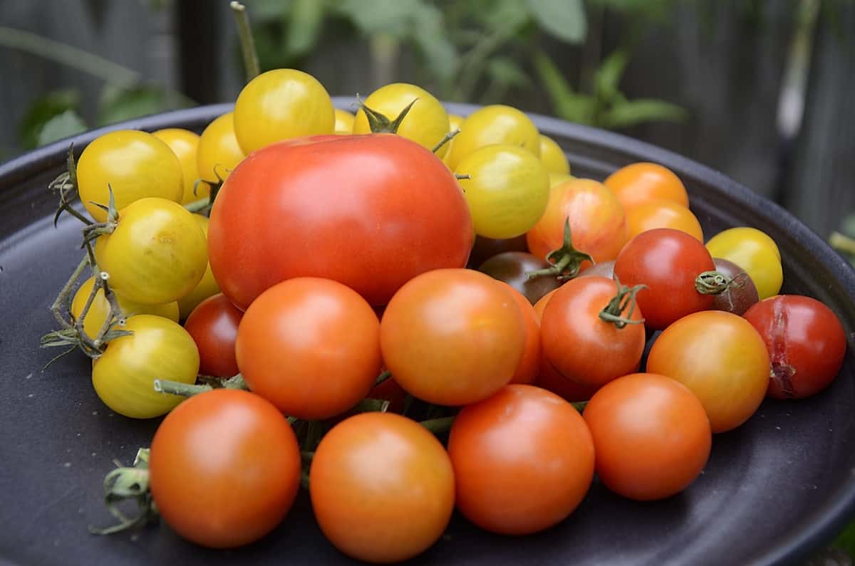 A selection of red, orange and yellow tomatoes piled on a plate.